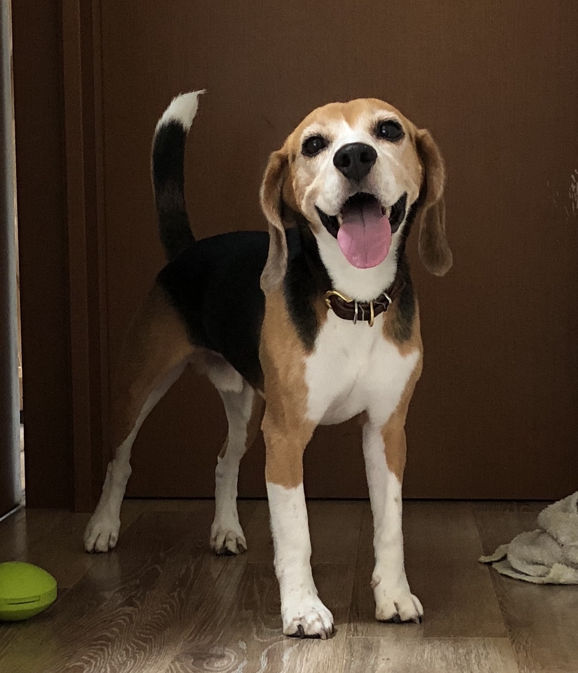 看板犬たまねぎ